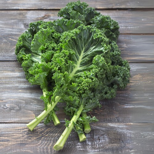 Kale dwarf curled plant plugs - plant,