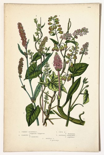 Buckwheat persecaria anne - persecaria,