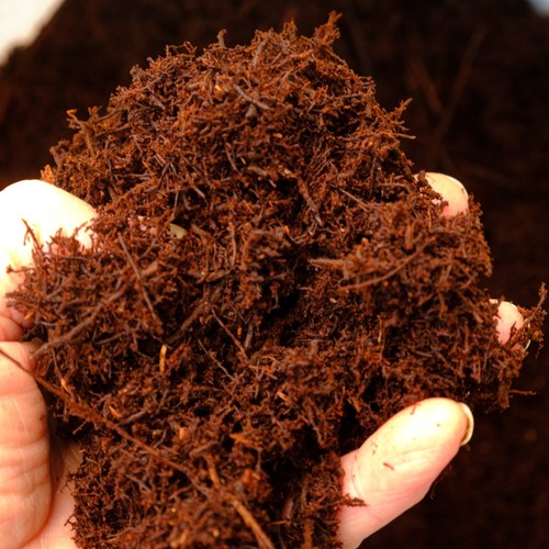 Tree fern fibre - -, natural-