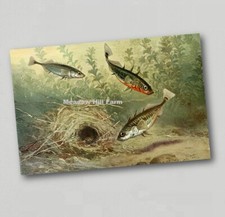 Fridge Magnet Stickleback