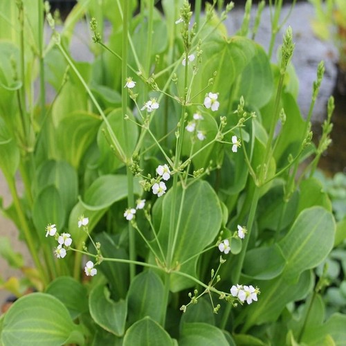 Alisma plantago aquaticum pond - aquaticum,