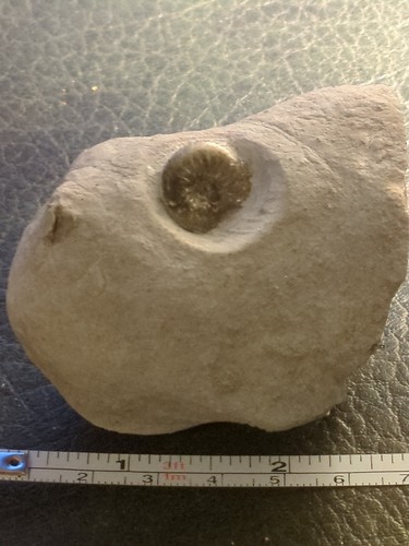 Jurassic ammonite fossil uk - jurassic,