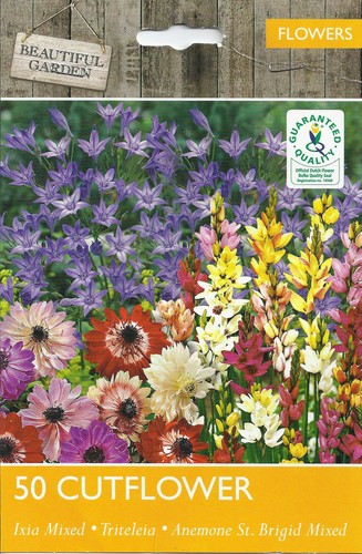 Bulb cutflower ixia - bulb,
