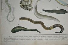 WORMS VINTAGE PRINT 1889 Original Bookplate Earth Worm Leech Tape-Worm