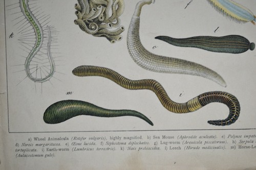 Worms vintage print 1889 - print,
