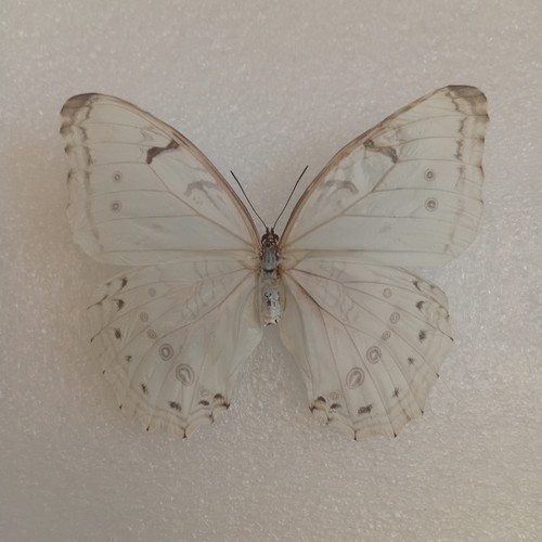 Morpho polyphemus white - morpho, polyphemus,