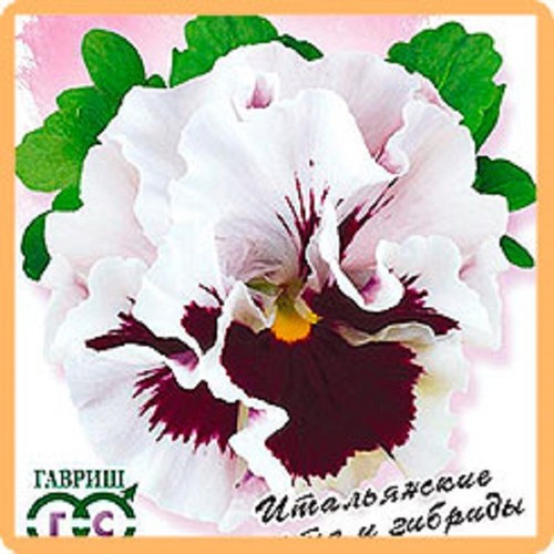 Italian pansy seeds - seeds, flamenko