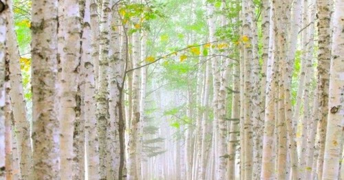 Japanese white birch 100 - 100, seeds