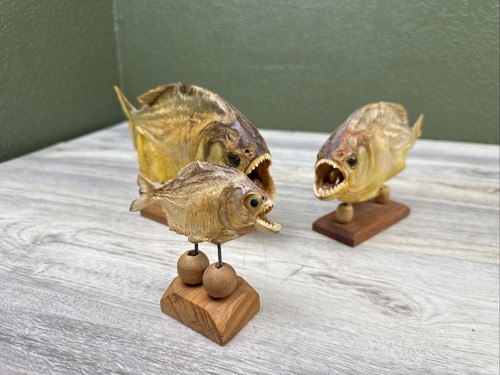 Vtg piranha taxidermy set 3 - piranha,