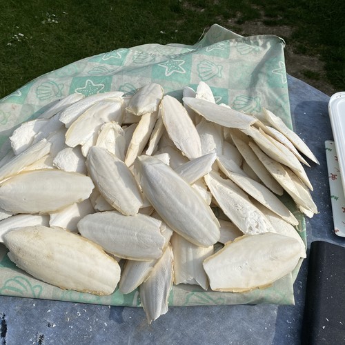 Cuttle fish bone large - cuttle,