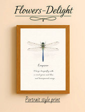 DRAGONFLY  EMPEROR  A4 PRINT