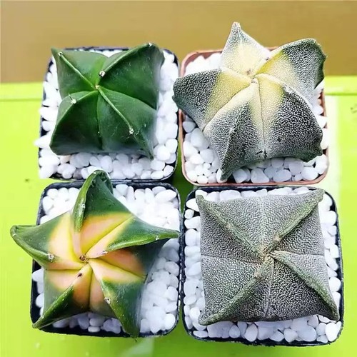 Cut 4cm succulent cactus - 4-cut,