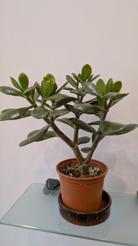 Crassula ovata succulent jade - ovata,