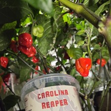 Organic Carolina Reaper Chilis