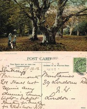 Vintage Postcard - Boldrewood
