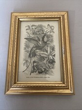 Fiery Topaz Hummingbird Classic Art Frame *read info*