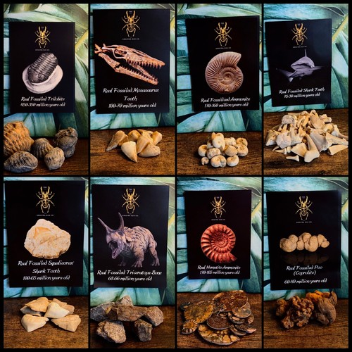 Paleo packs real fossil - paleo,