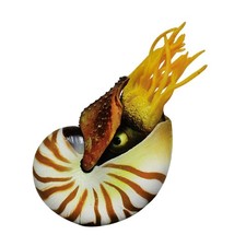  Fish Tank Aquarium Decorations Decorative Seashells Landscape Ornament