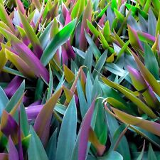 Tradescantia spath. Purple Indoor Plant in 8cm Pot - Air Purifying Oyster Plant