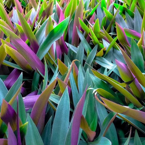 Tradescantia spath purple - tradescantia, spath.