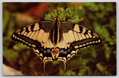 British marshland swallowtail - marshland,