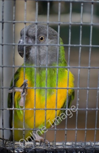 Photo 6x4 conservatory - 6x4, parrot
