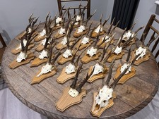 Taxidermy Roe Deer Skull