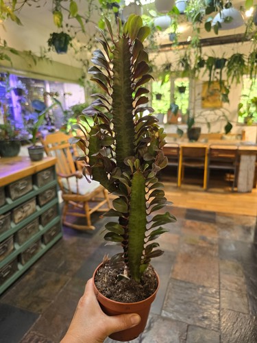 Euphorbia trigona rubra - euphorbia,