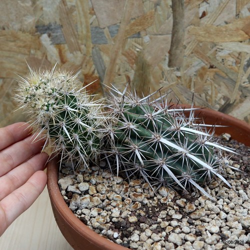 Stenocereus eruca vase cm - vase,
