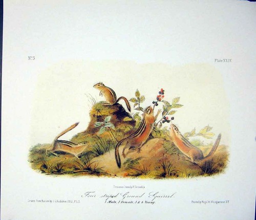 Original old antique print - old,