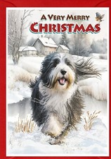 Bearded Collie Dog Christmas