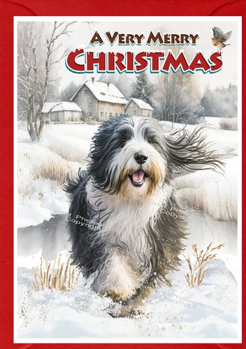 Bearded collie dog - dog, christmas