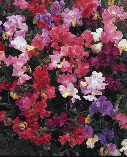 Sweet pea perfume - pea,