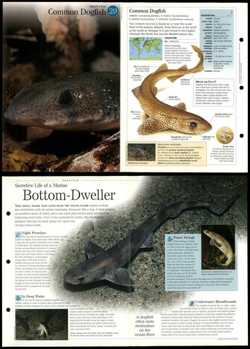 Common dogfish fish - common,