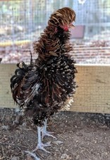 Polish Chicken Hatching