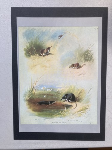 Vintage british mammal - mammal, print