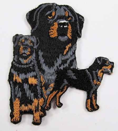 Rottweiler heat applied - heat,