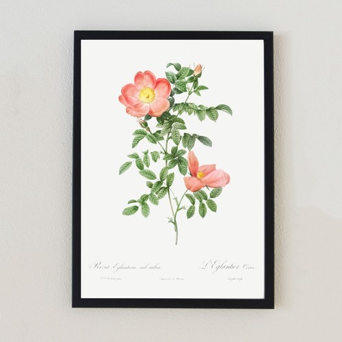 Antique flower botanical - antique,