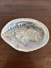 Pretty Abalone Shell 6”