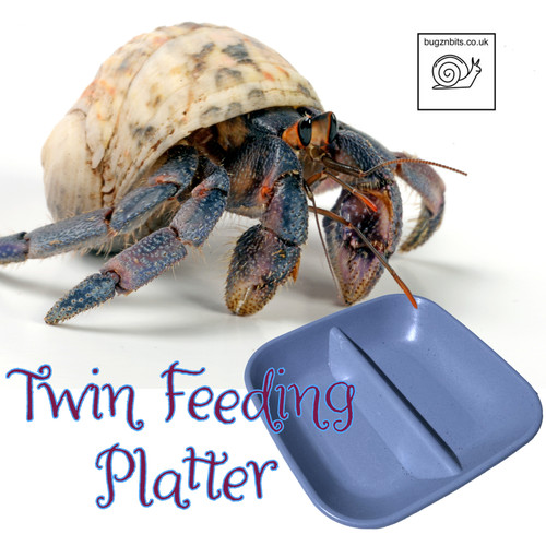 Bugznbits hermit crab - bugznbits,