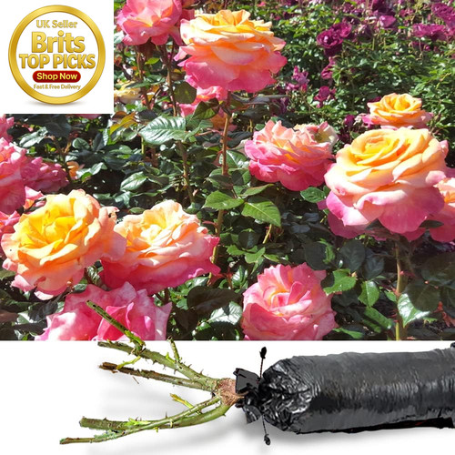Orange climbing rose - orange,