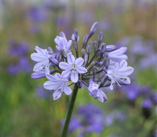 New agapanthus oslo pale - agapanthus,