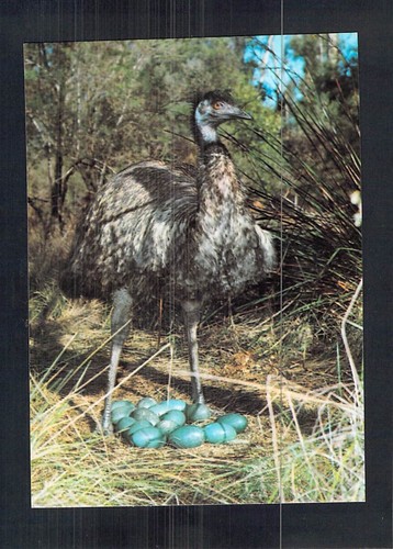 D1057 australia birds emu and - d1057,