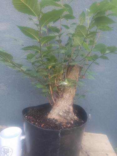 Elm bonsai tree yamadori - elm, raw