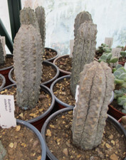 EUPHORBIA ABDELKURI - highly