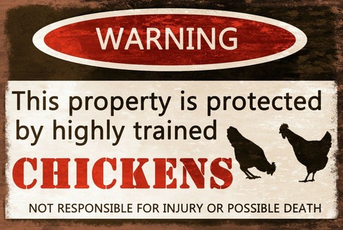 Warning chickens aged - chickens,