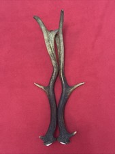 PAIR OF FALLOW DEER ANTLER