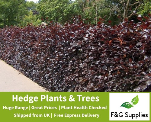 Purple copper beech garden - copper,