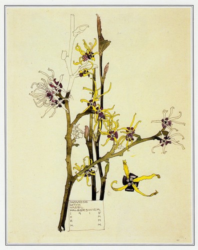 Japanese witch hazel charles - japanese,
