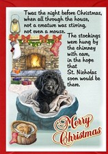 Labradoodle / Doodle Dog A6